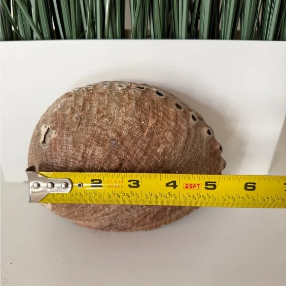 Iridescent Abalone Shell Home Decor - Picture 3 of 4